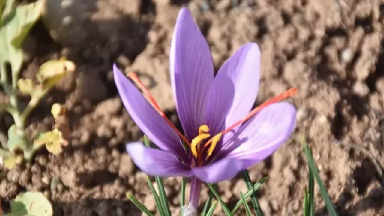Foto - Eşini kaybettiği hastalık sürecinde bulamamıştı! Şimdi üreticisi oldu