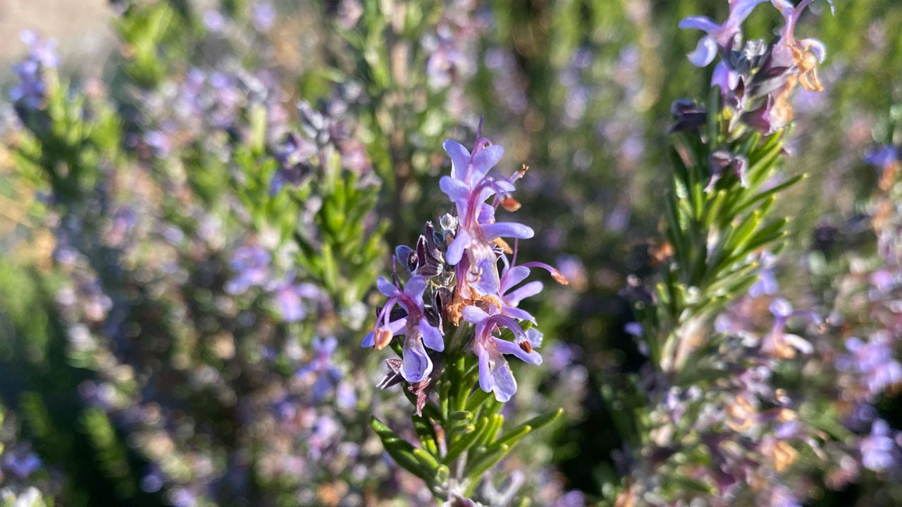 Eskişehir'de üretim başladı! Bu biberiye soğuğa dayanıklı