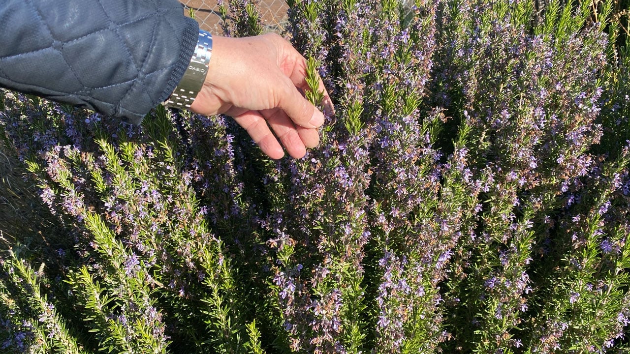 Foto - Eskişehir'de üretim başladı! Bu biberiye soğuğa dayanıklı