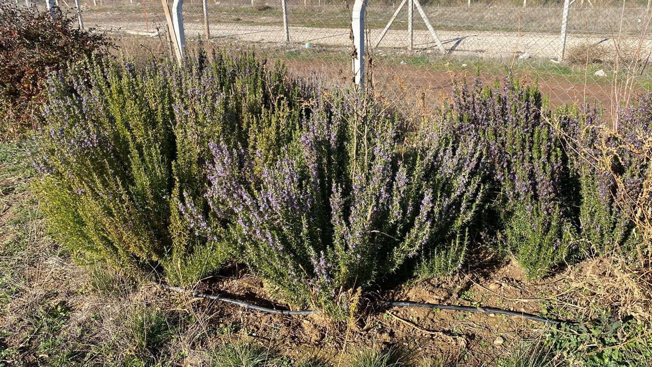 Foto - Eskişehir'de üretim başladı! Bu biberiye soğuğa dayanıklı