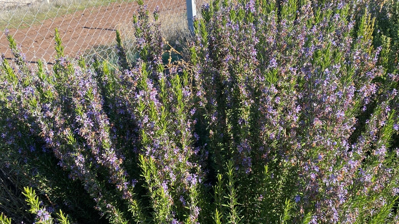 Foto - Eskişehir'de üretim başladı! Bu biberiye soğuğa dayanıklı
