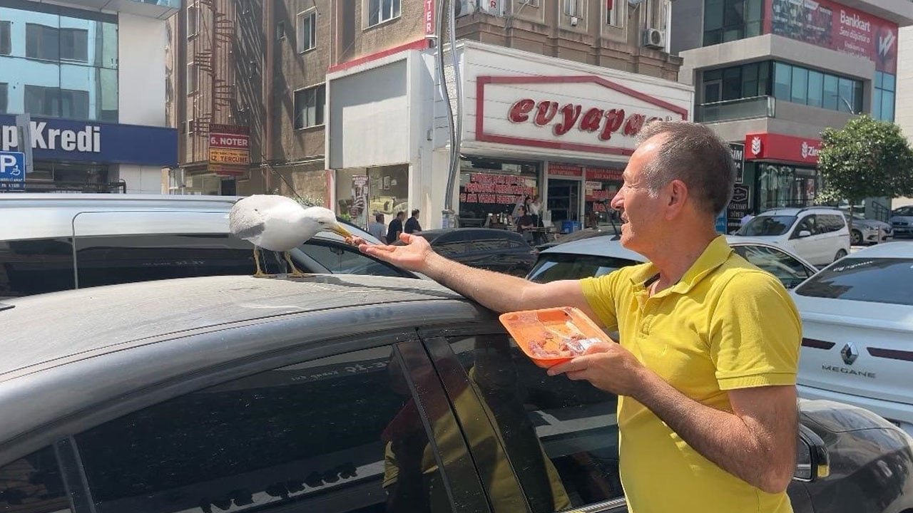 Foto - Esnafla martının dostluğu şaşırttı! Avucuna eti koyunca hemen geliyor