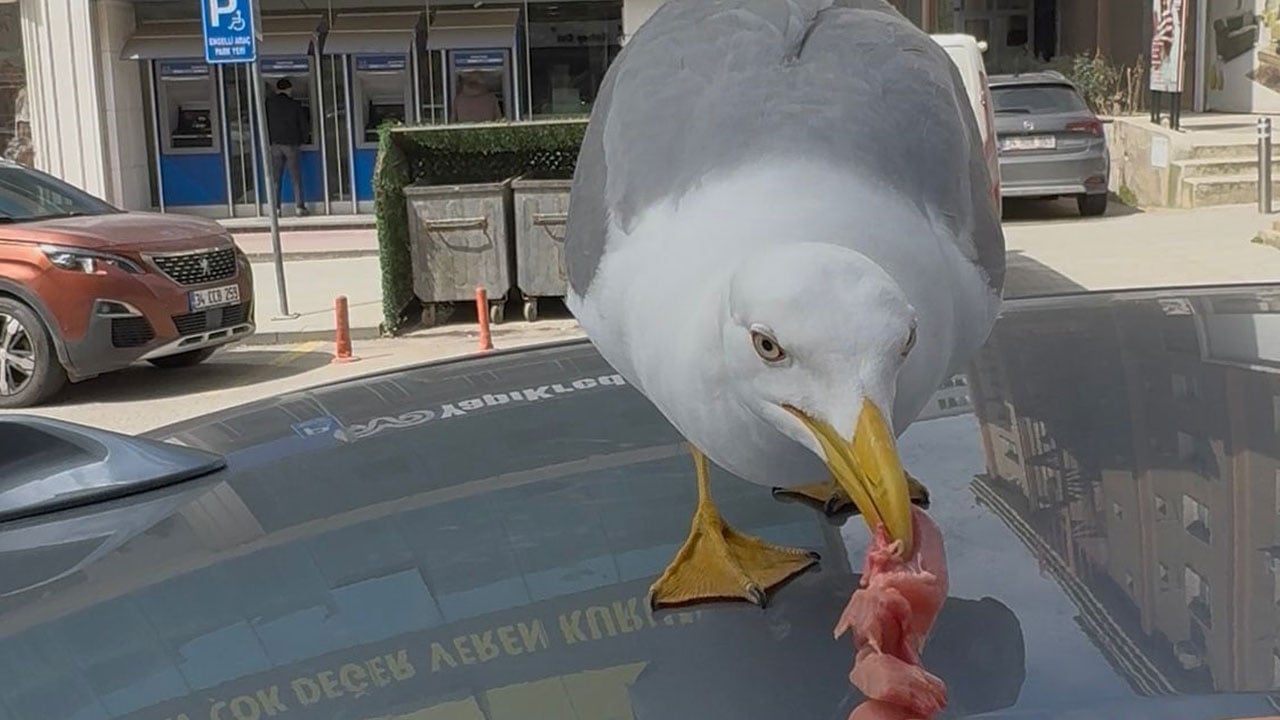 Foto - Esnafla martının dostluğu şaşırttı! Avucuna eti koyunca hemen geliyor