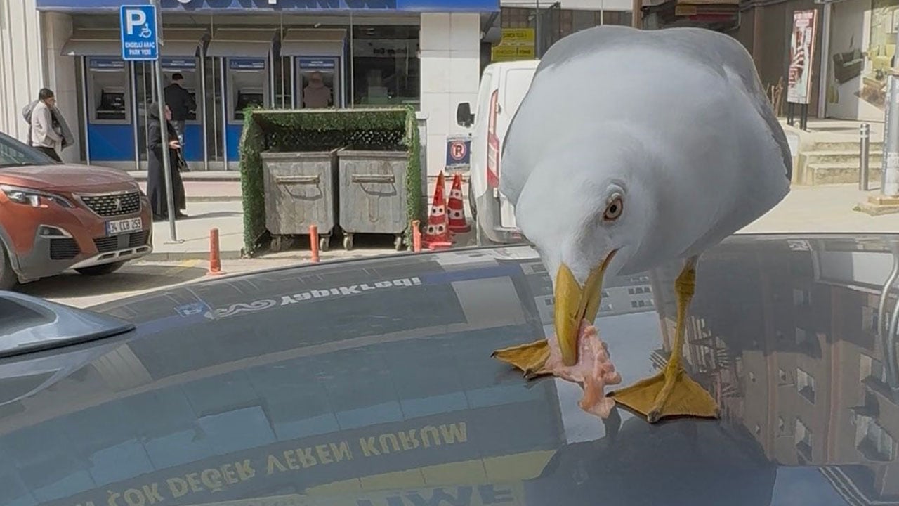 Foto - Esnafla martının dostluğu şaşırttı! Avucuna eti koyunca hemen geliyor