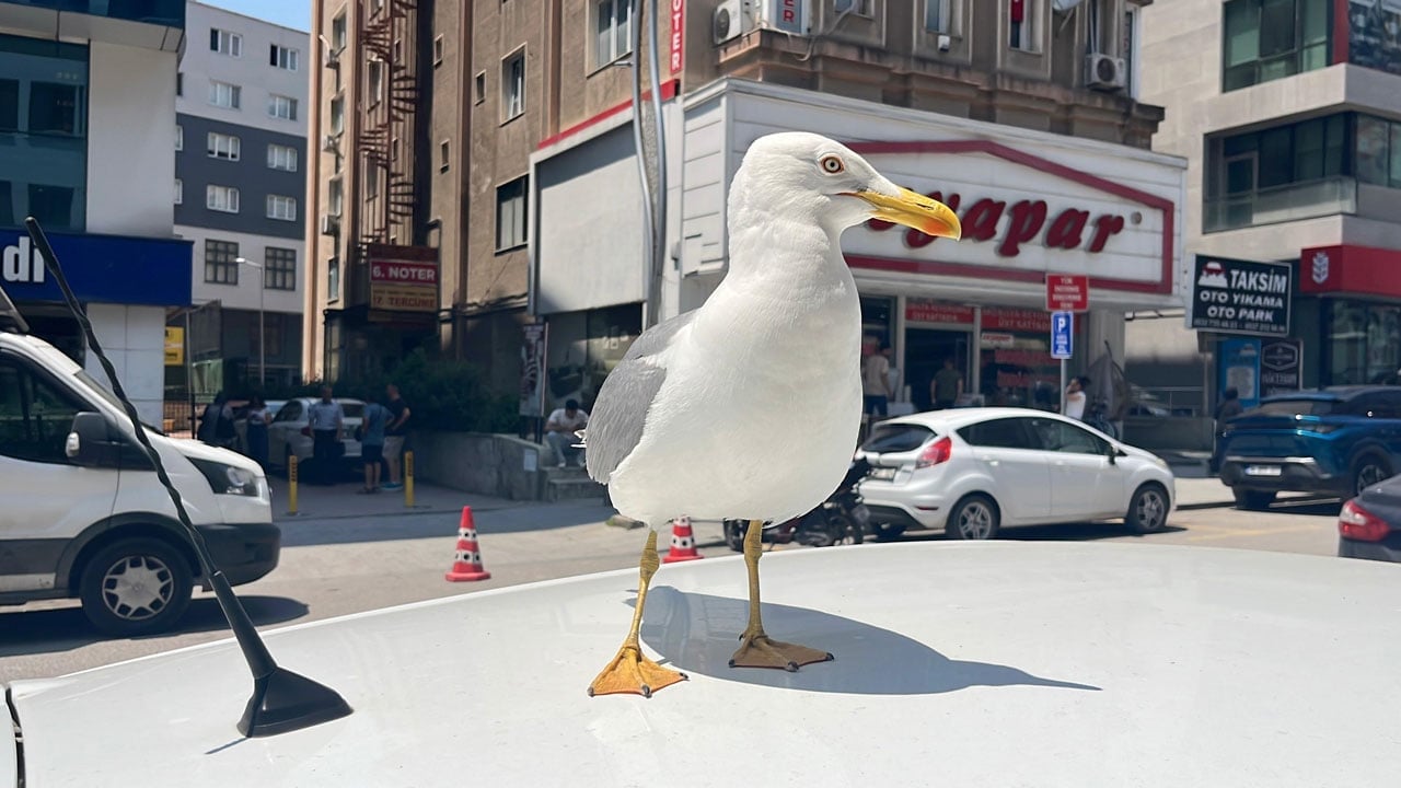 Esnafla martının dostluğu şaşırttı! Avucuna eti koyunca hemen geliyor