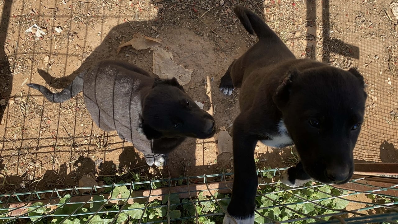 Foto - "Estetik" adı altında kanlı ticaret! 26 günlük yavru köpeğe akılalmaz işkence 
