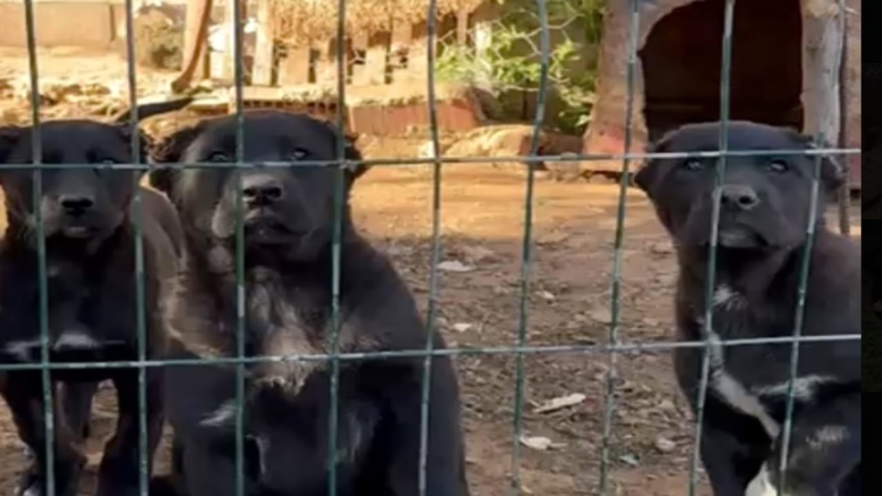 Foto - "Estetik" adı altında kanlı ticaret! 26 günlük yavru köpeğe akılalmaz işkence 