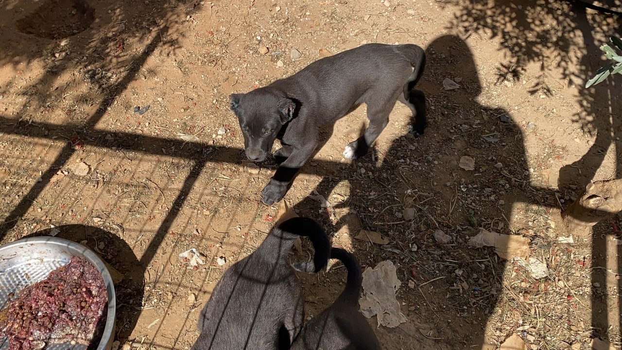Foto - "Estetik" adı altında kanlı ticaret! 26 günlük yavru köpeğe akılalmaz işkence 
