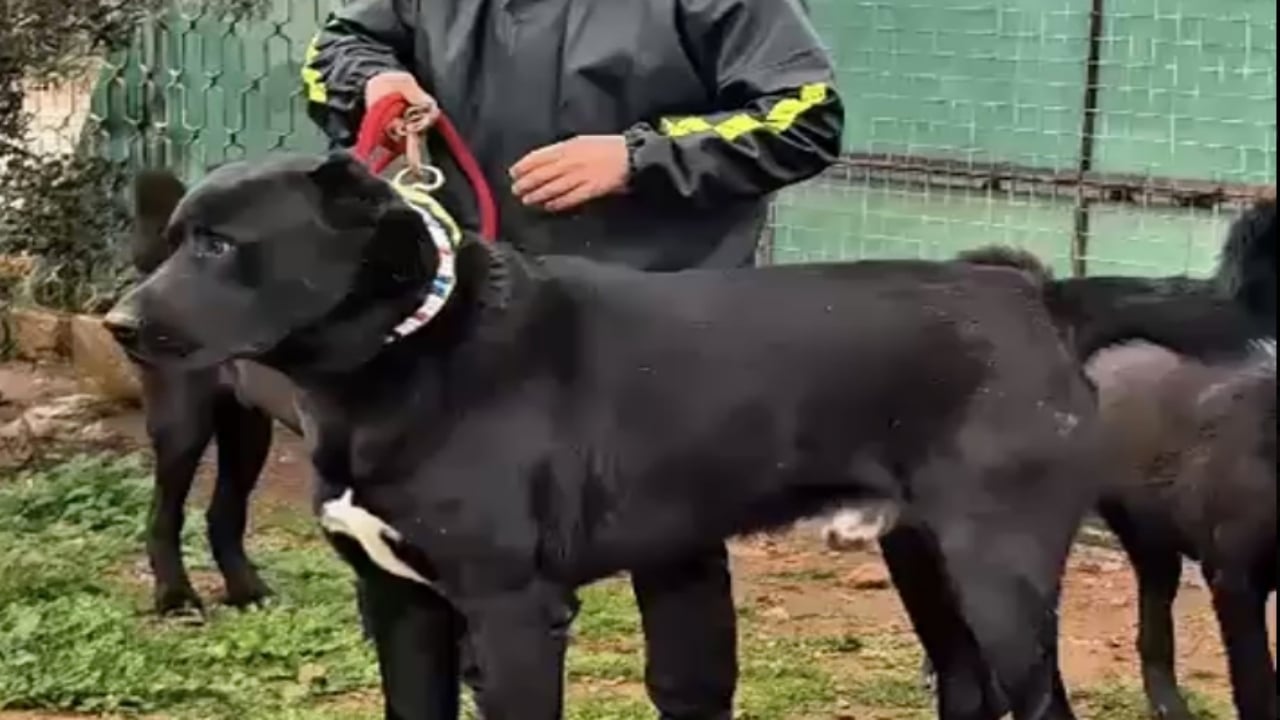 "Estetik" adı altında kanlı ticaret! 26 günlük yavru köpeğe akılalmaz işkence 