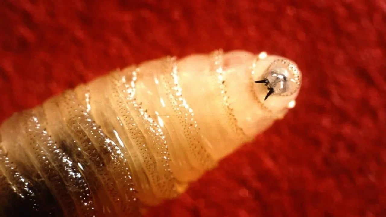 Foto - Et yiyen ölümcül sinekler sınırda!