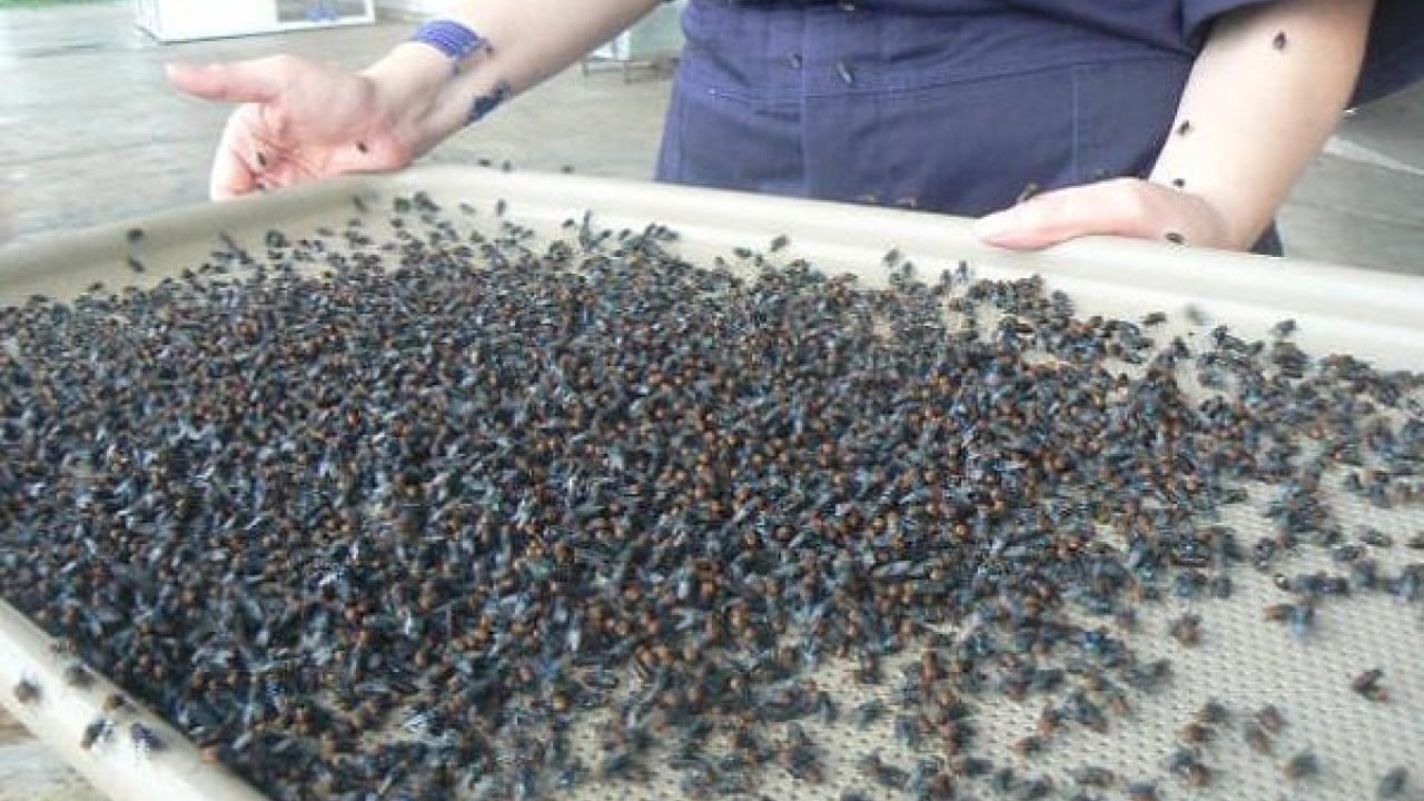 Foto - Et yiyen ölümcül sinekler sınırda!