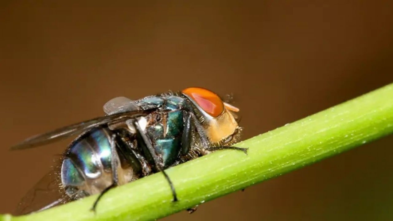 Foto - Et yiyen ölümcül sinekler sınırda!