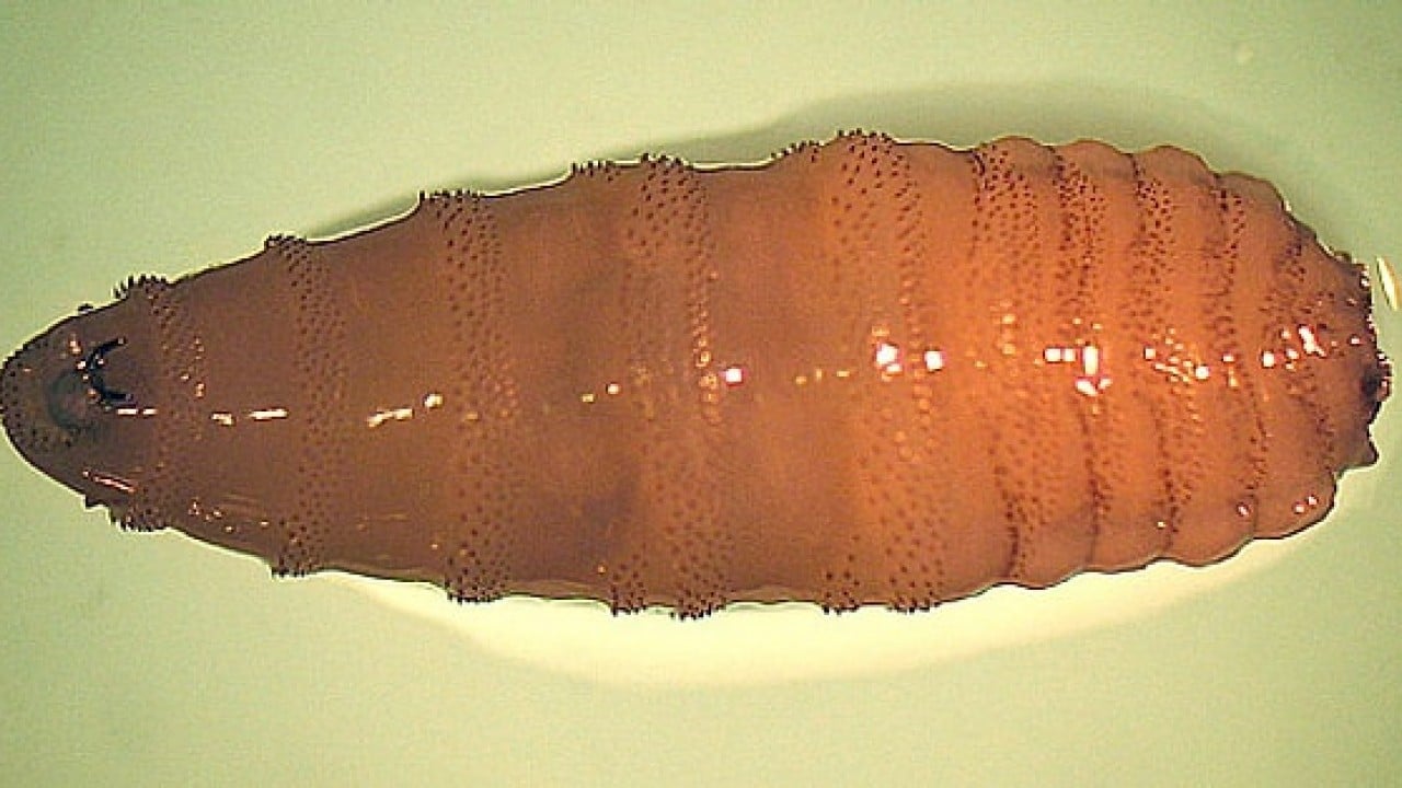 Foto - Et yiyen ölümcül sinekler sınırda!