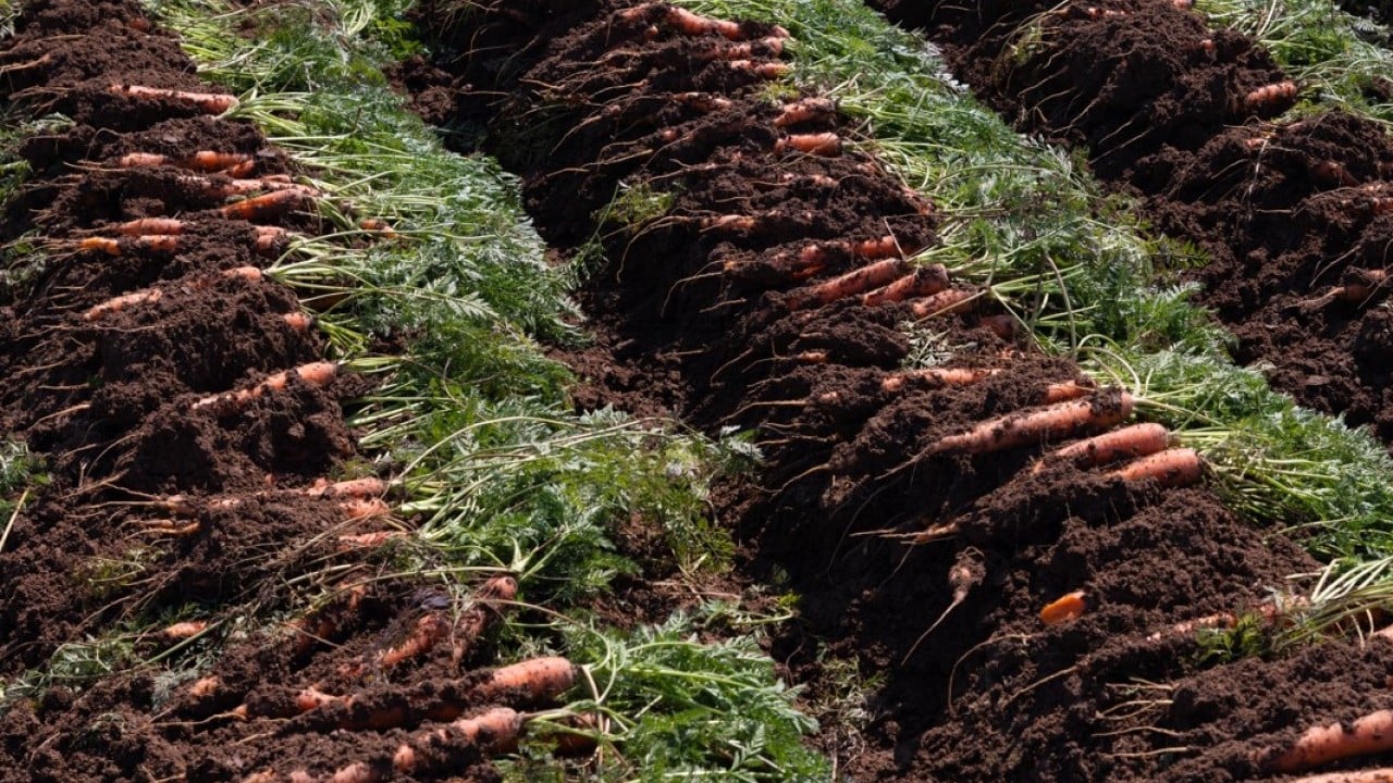 Foto - Etkili olan yağışlar havuca yaradı! Şimdi hasat zamanı 