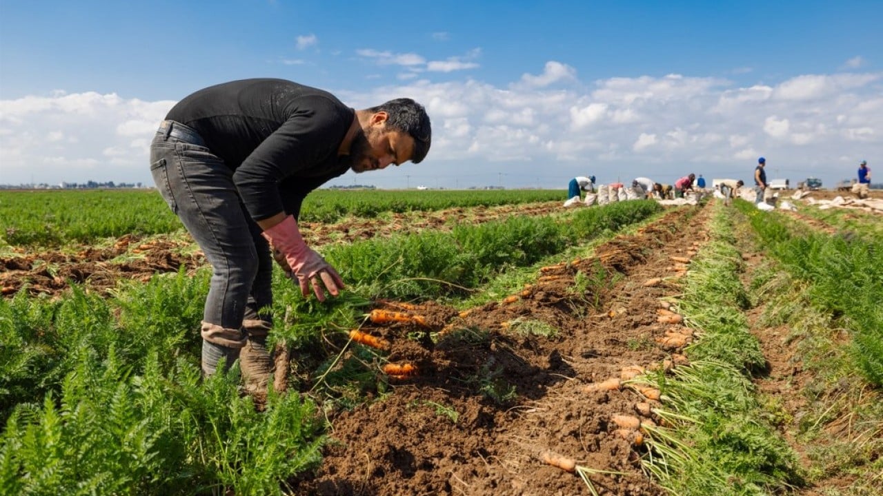 Foto - Etkili olan yağışlar havuca yaradı! Şimdi hasat zamanı 