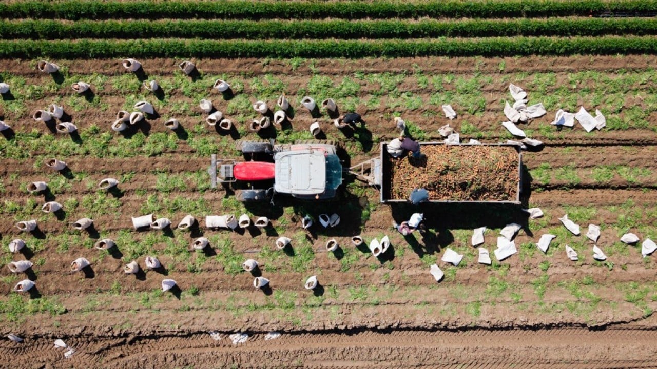 Foto - Etkili olan yağışlar havuca yaradı! Şimdi hasat zamanı 