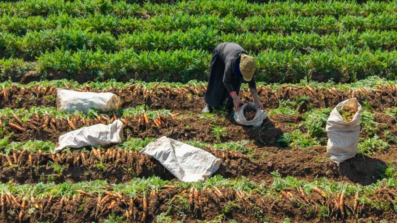Foto - Etkili olan yağışlar havuca yaradı! Şimdi hasat zamanı 