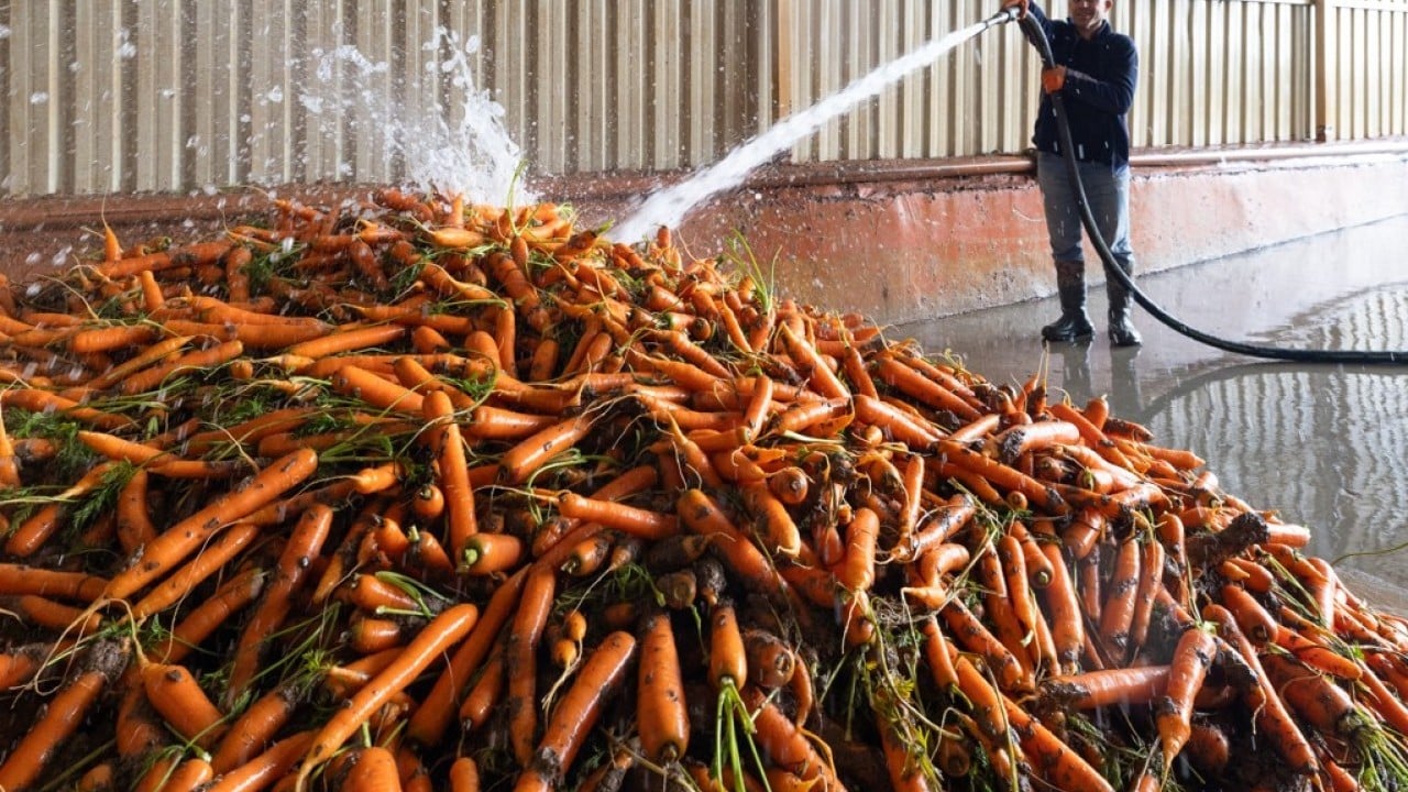 Foto - Etkili olan yağışlar havuca yaradı! Şimdi hasat zamanı 