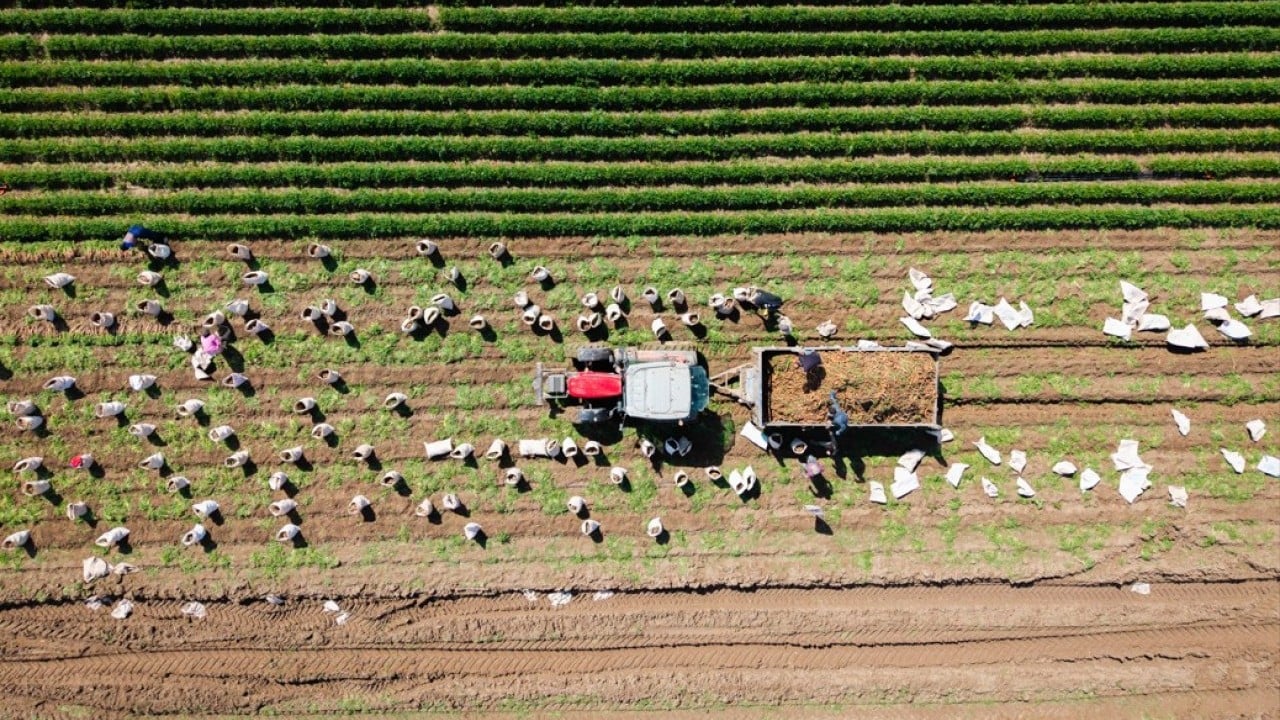 Foto - Etkili olan yağışlar havuca yaradı! Şimdi hasat zamanı 