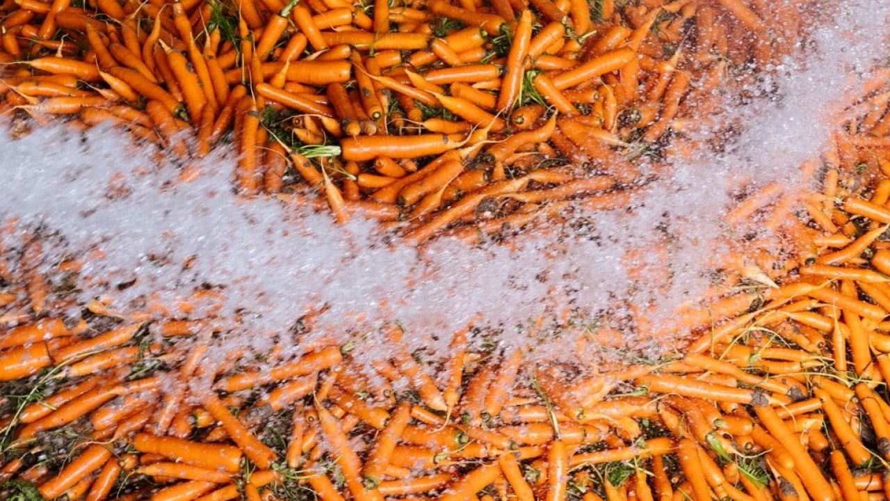 Foto - Etkili olan yağışlar havuca yaradı! Şimdi hasat zamanı 