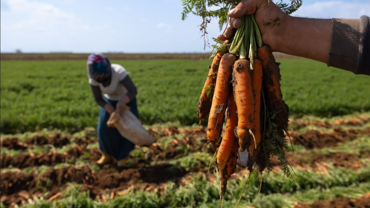 Foto - Etkili olan yağışlar havuca yaradı! Şimdi hasat zamanı 