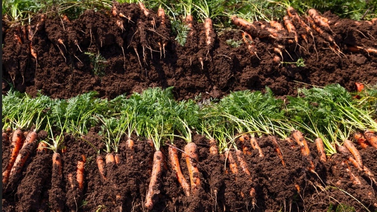 Foto - Etkili olan yağışlar havuca yaradı! Şimdi hasat zamanı 