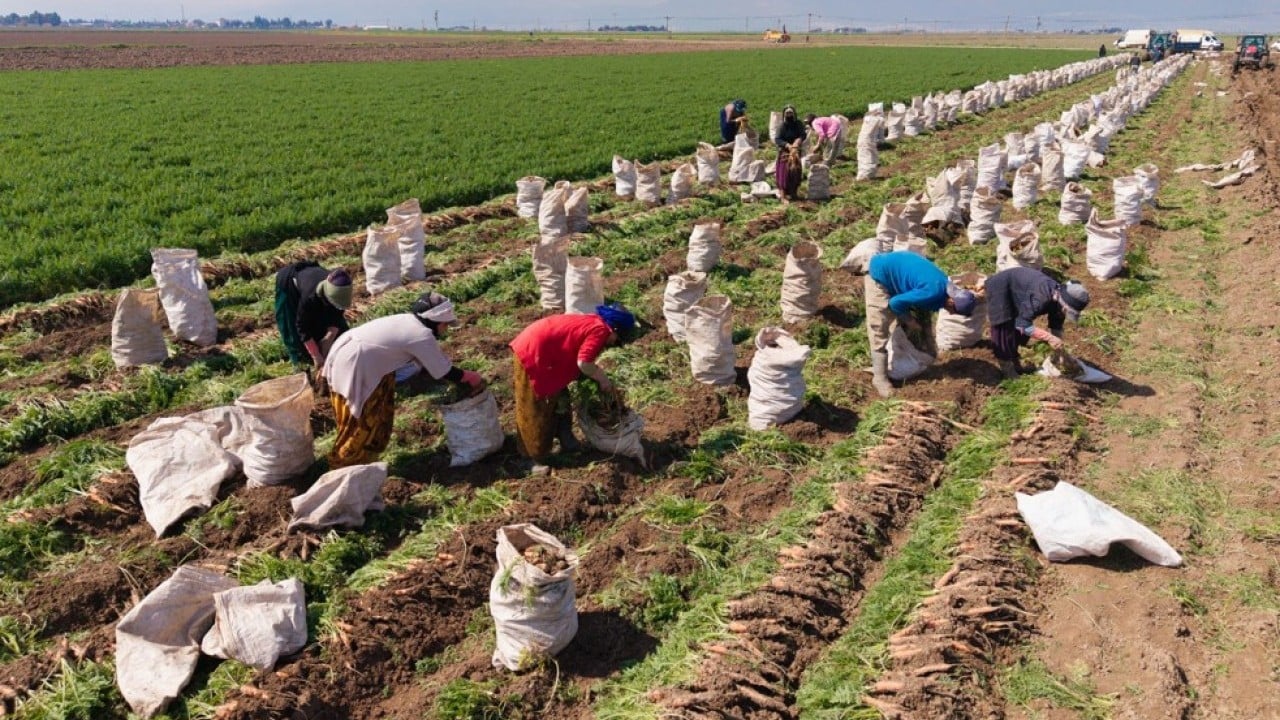 Foto - Etkili olan yağışlar havuca yaradı! Şimdi hasat zamanı 