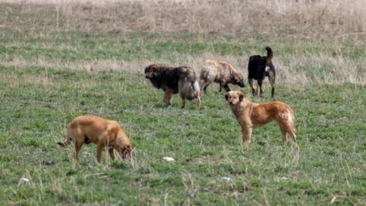 Foto - Etme bulma dünyası: Eda Ece başıboş köpeğin saldırısına uğradı!