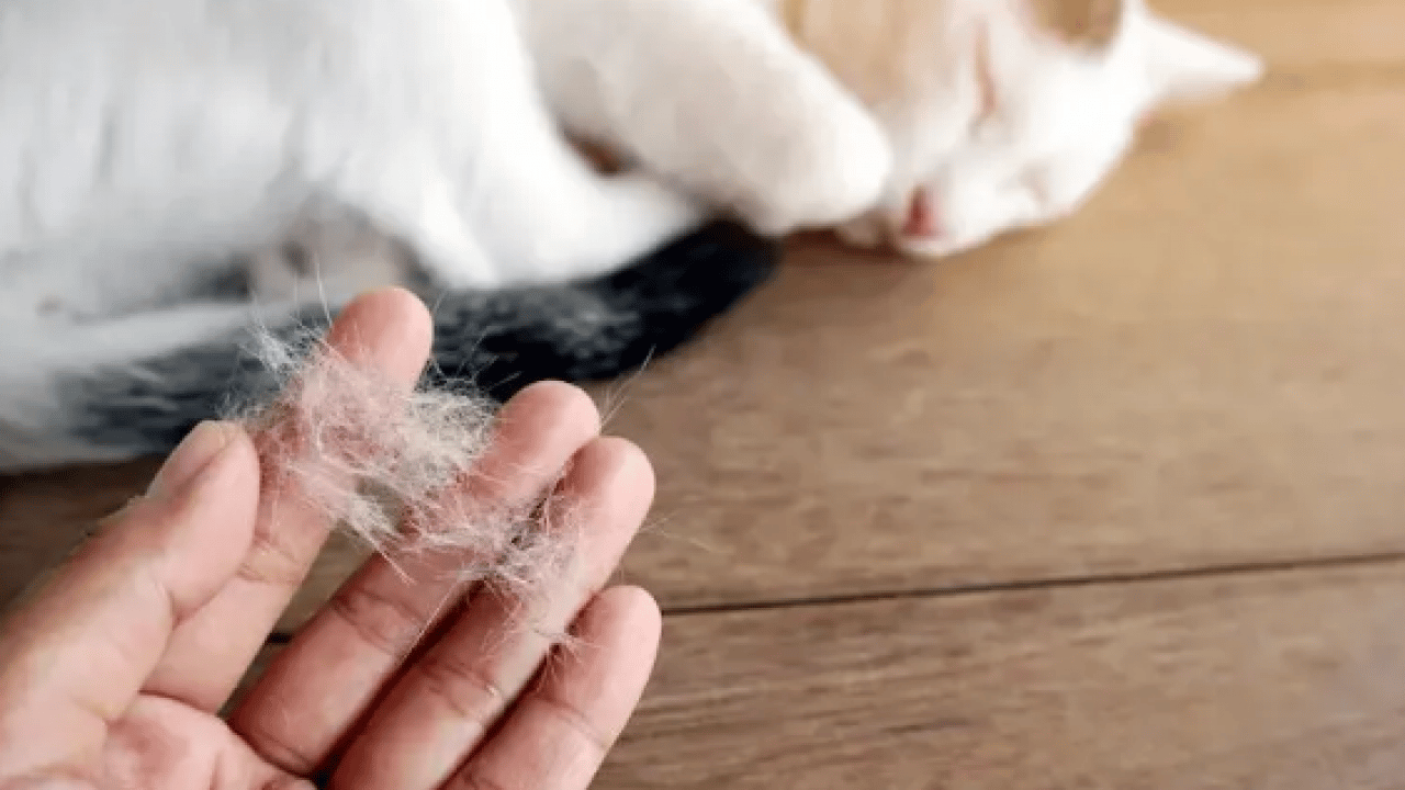 Evcil hayvan besleyenler dikkat! Kedi tüyünden kurtulmanın basit yolu açıklandı