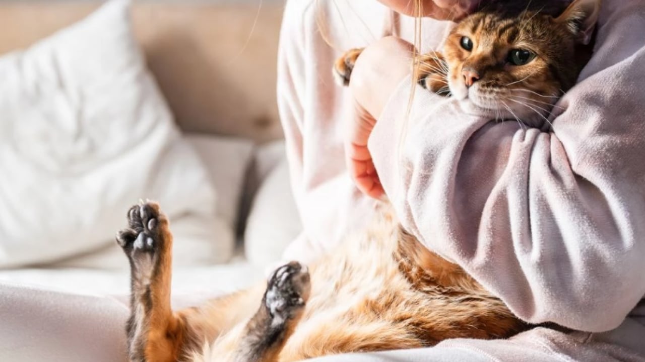 Foto - Evcil hayvan besleyenler dikkat! Kedi tüyünden kurtulmanın basit yolu açıklandı