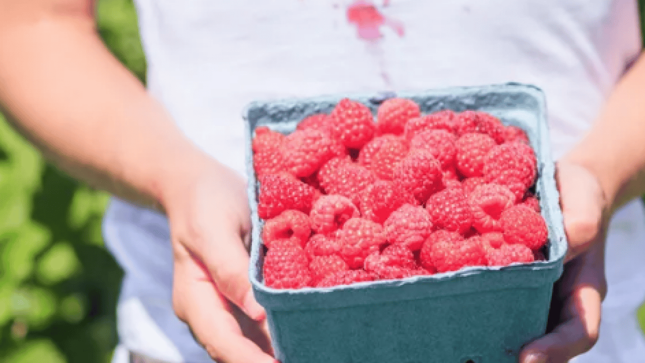 Foto - Evde 5 basit adımda lekelere veda... Damlayan meyve lekeleri kabus olmasın!