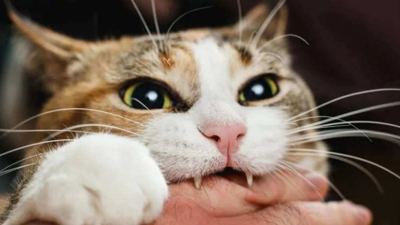 Foto - Evde beslediği kedi hayatını kararttı: Sorumlulardan şikayetçi oldu!