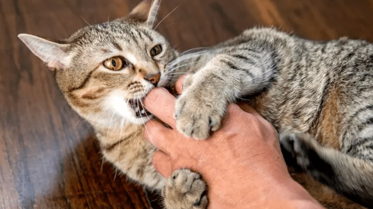 Foto - Evde beslediği kedi hayatını kararttı: Sorumlulardan şikayetçi oldu!