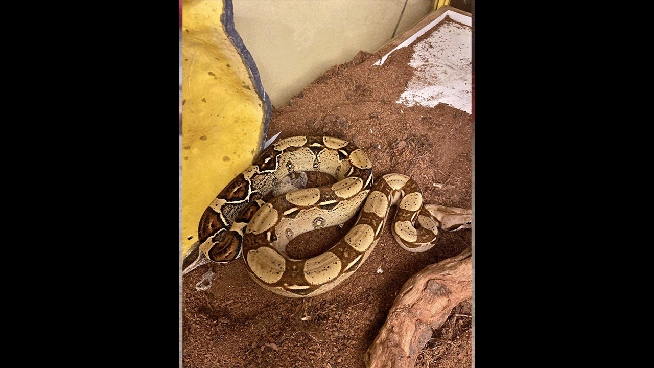 Foto - Evde beslenen tehlikeli canlılar mahalleyi ayağa kaldırdı! Gizli bölmeden tarantula ve piton yılanı çıktı!