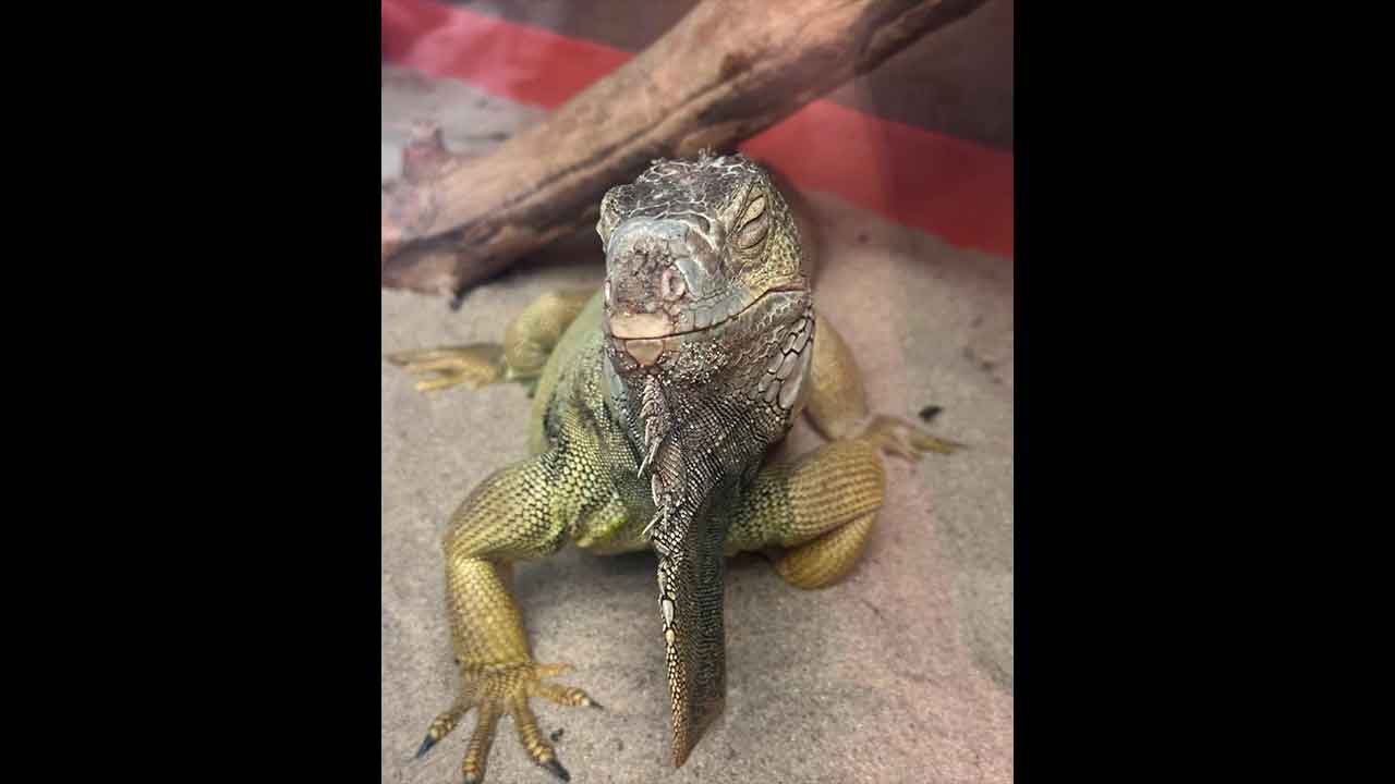 Evde beslenen tehlikeli canlılar mahalleyi ayağa kaldırdı! Gizli bölmeden tarantula ve piton yılanı çıktı!