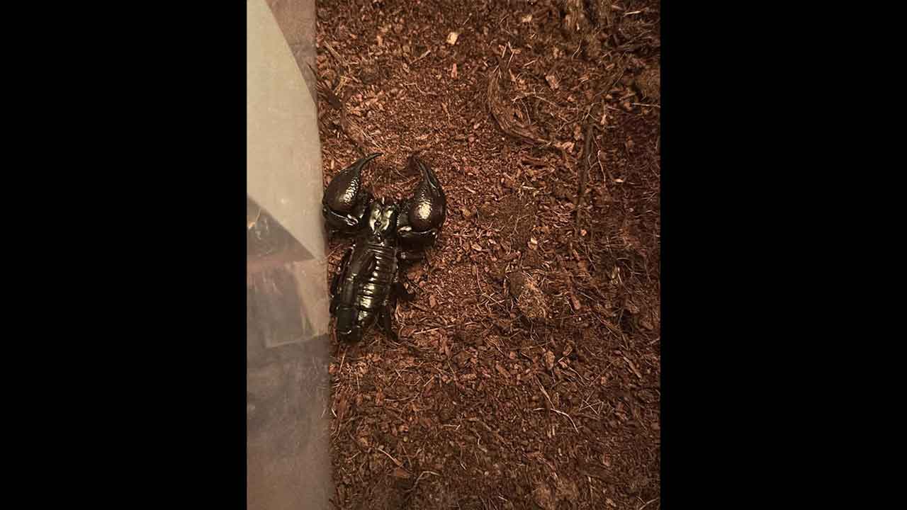 Foto - Evde beslenen tehlikeli canlılar mahalleyi ayağa kaldırdı! Gizli bölmeden tarantula ve piton yılanı çıktı!