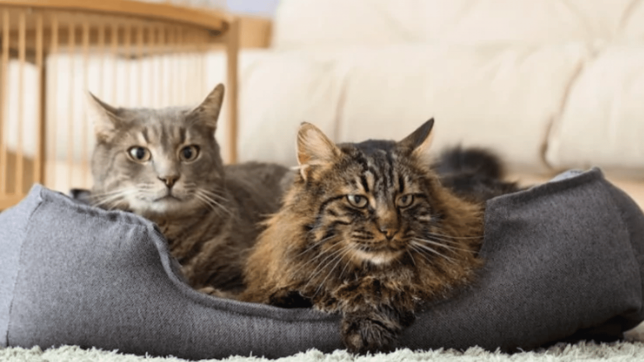 Foto - Evde kedi besleyenler dikkat! Eğer böyle davranıyorsa...