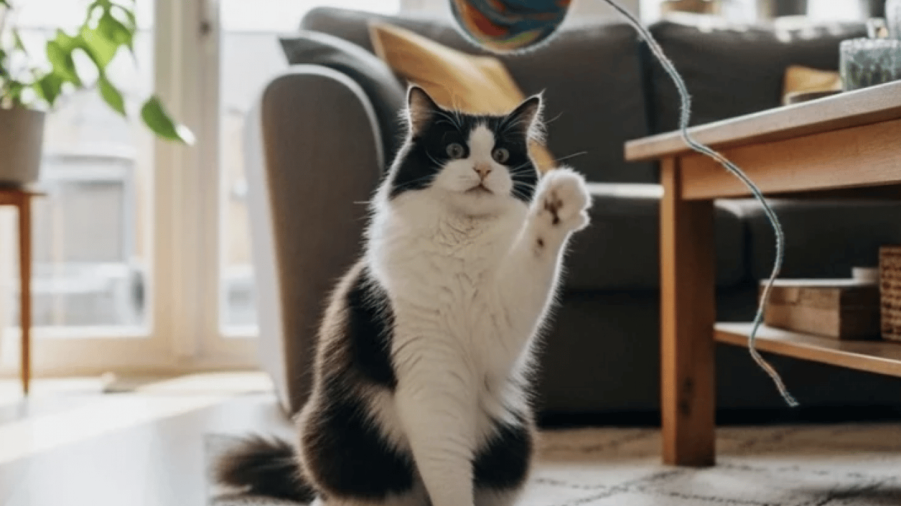 Foto - Evde kedi besleyenler dikkat! Eğer böyle davranıyorsa...