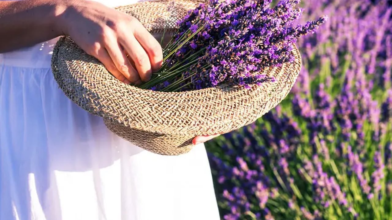 Foto - Evde, ofiste pozitif enerji çeken 7 bitki: Duyanlar hediye ettiler 