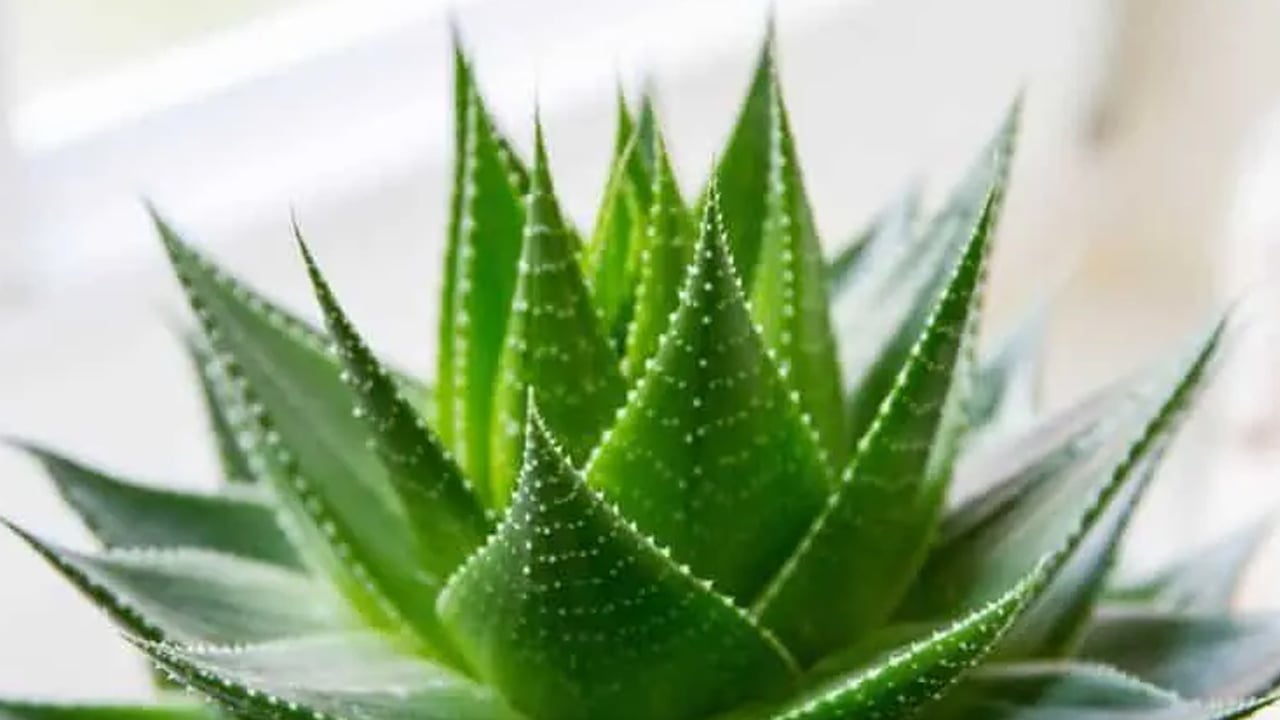  Evde, ofiste pozitif enerji çeken 7 bitki: Duyanlar hediye ettiler 