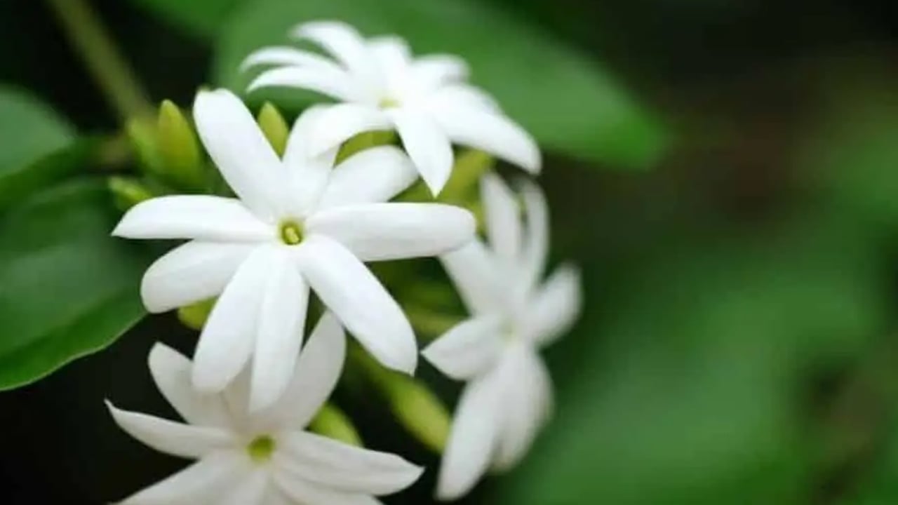 Foto - Evde, ofiste pozitif enerji çeken 7 bitki: Duyanlar hediye ettiler 