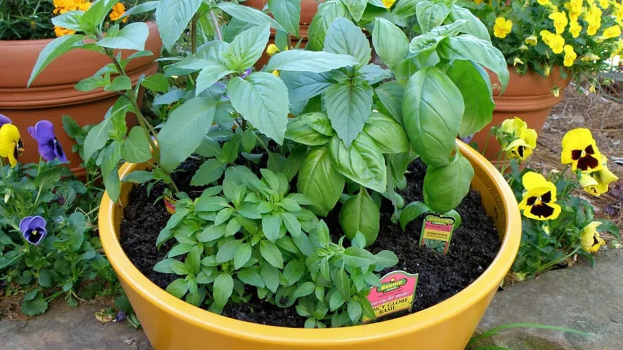 Foto - Evde, ofiste pozitif enerji çeken 7 bitki: Duyanlar hediye ettiler 