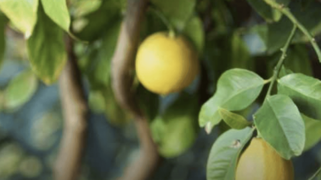 Foto - Evde saksıda limon yetiştirmenin püf noktaları! Evde limona sahip olmanın formülü
