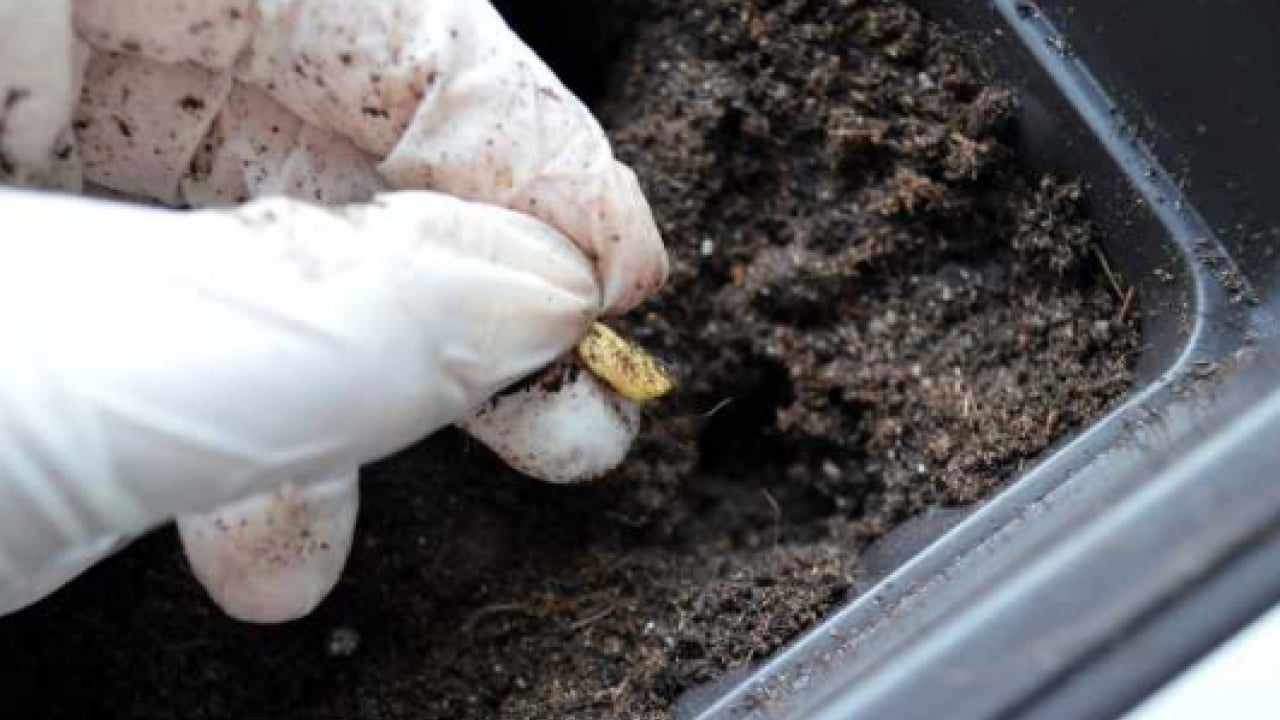 Foto - Evde saksıda limon yetiştirmenin püf noktaları! Evde limona sahip olmanın formülü