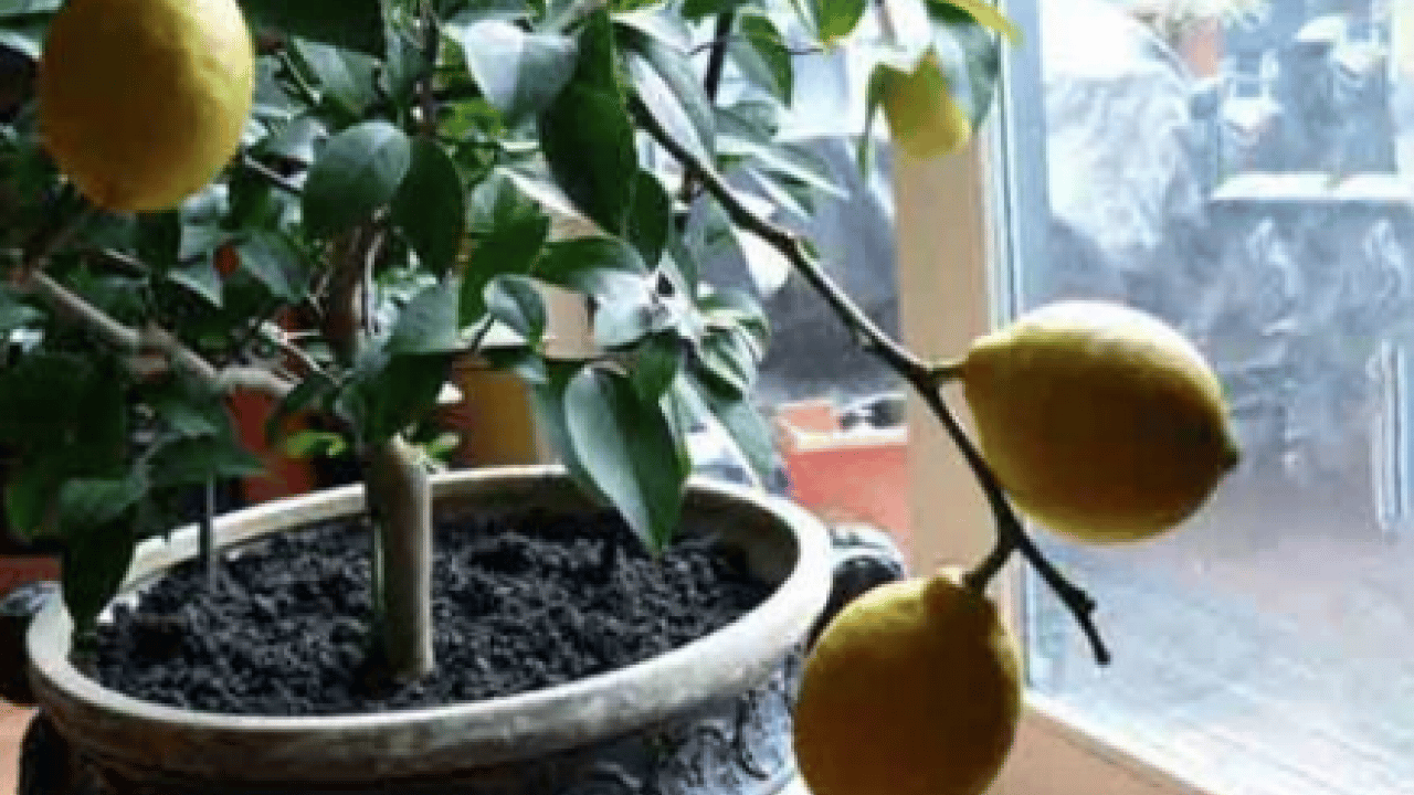 Foto - Evde saksıda limon yetiştirmenin püf noktaları! Evde limona sahip olmanın formülü