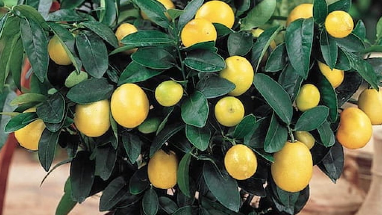 Foto - Evde saksıda limon yetiştirmenin püf noktaları! Evde limona sahip olmanın formülü