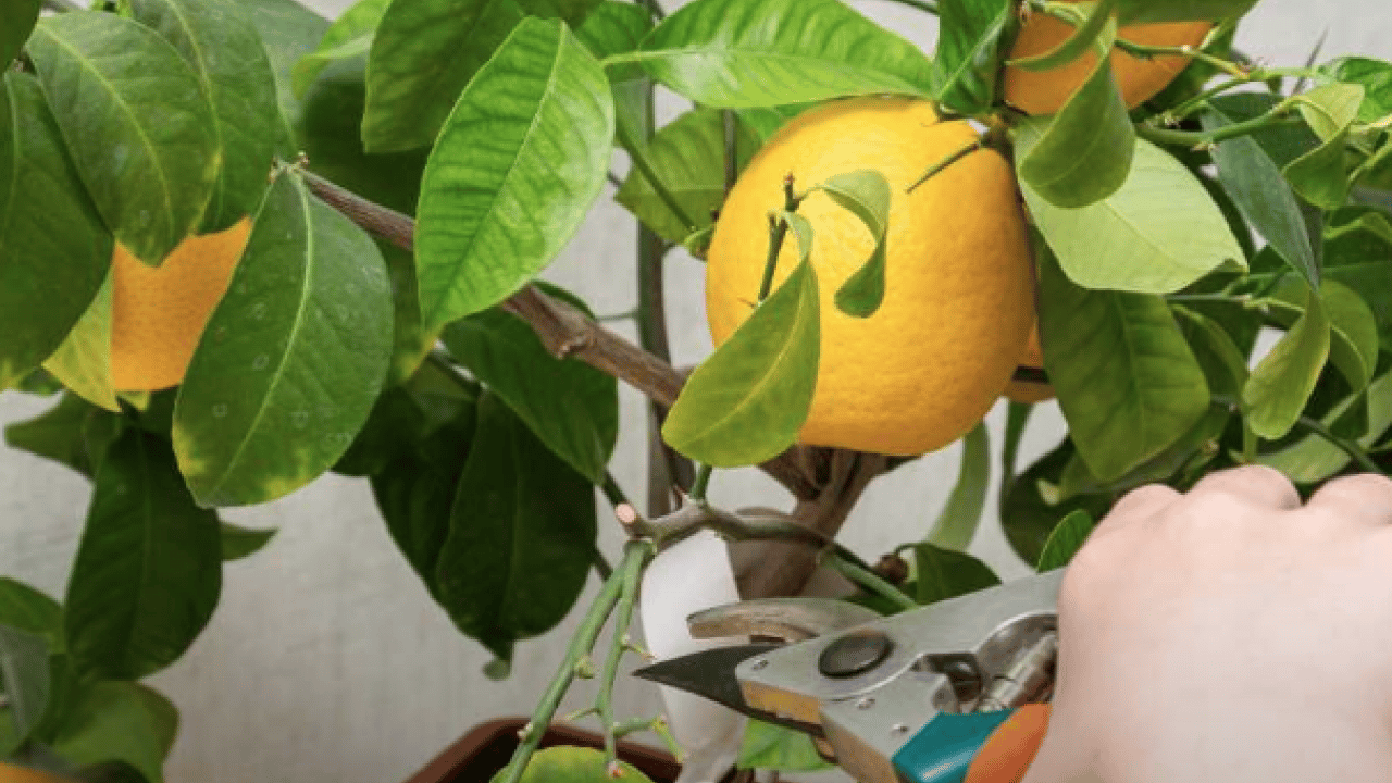 Foto - Evde saksıda limon yetiştirmenin püf noktaları! Evde limona sahip olmanın formülü