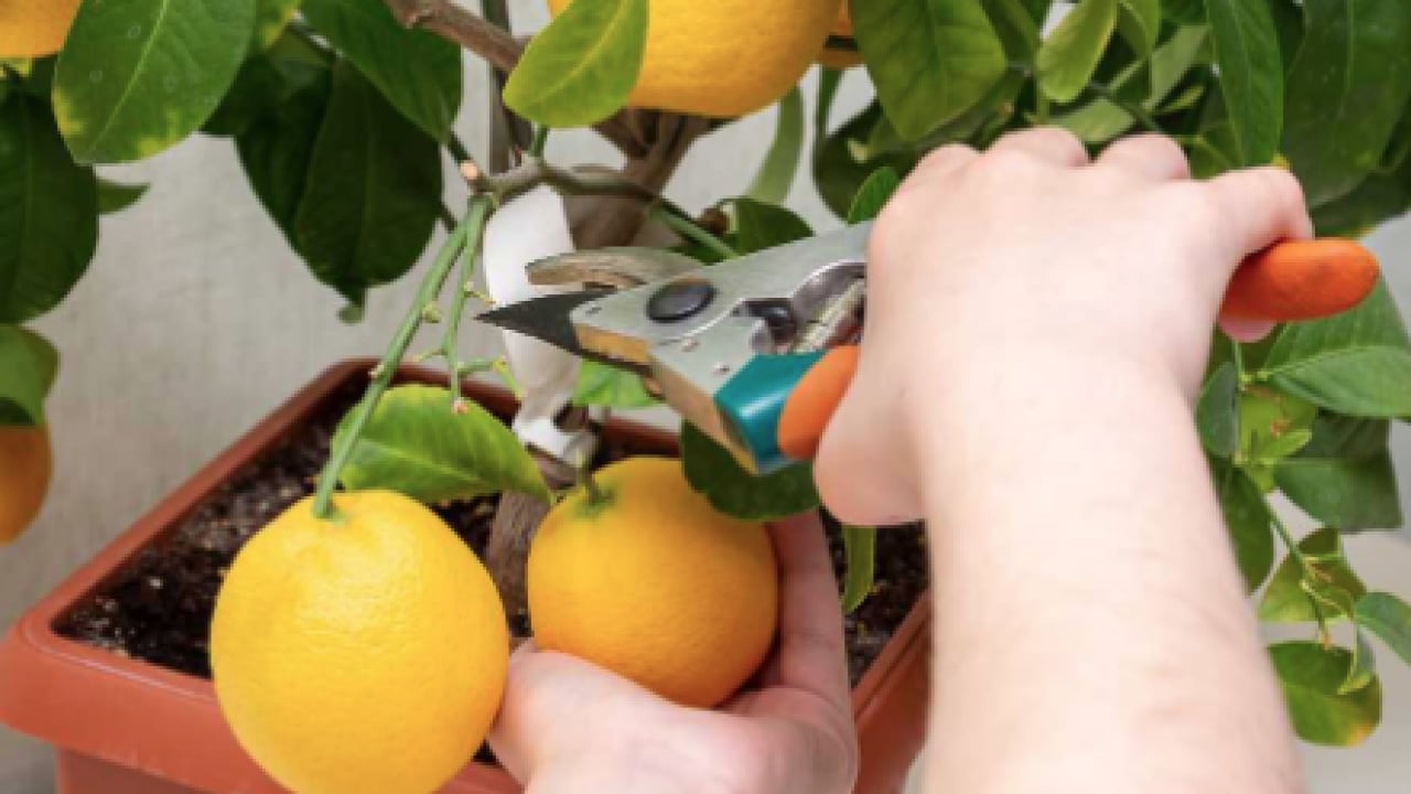 Foto - Evde saksıda limon yetiştirmenin püf noktaları! Evde limona sahip olmanın formülü