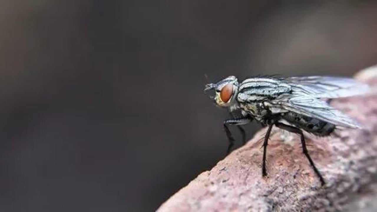Foto - Evdeki karasineğin asıl derdi ne! Uzmanların açıkladığı neden şaşırttı!
