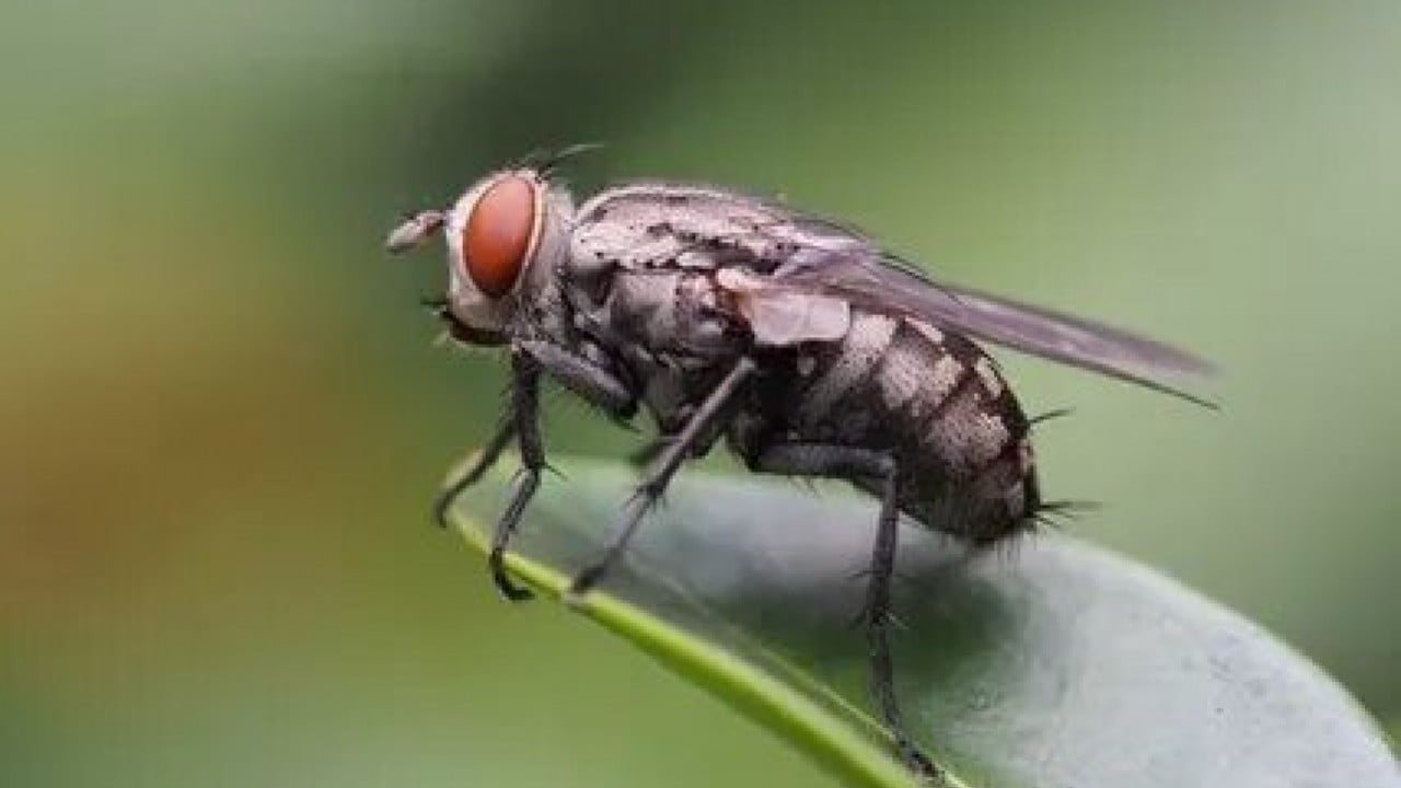 Foto - Evdeki karasineğin asıl derdi ne! Uzmanların açıkladığı neden şaşırttı!